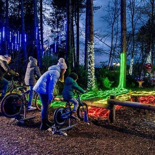 Light Up The Forest